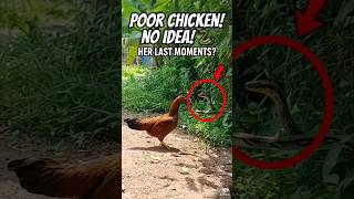 Massive Python vs Chicken: The Ultimate Predator Ambush FAILS