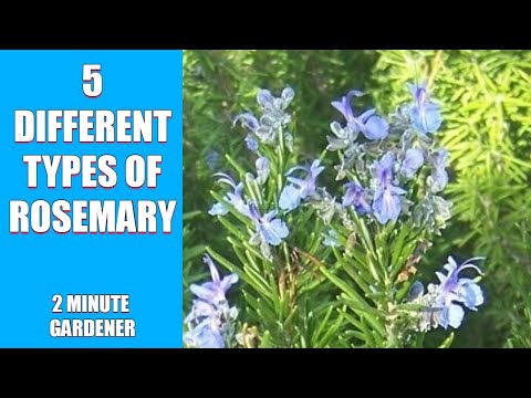 5 different types of Rosemary