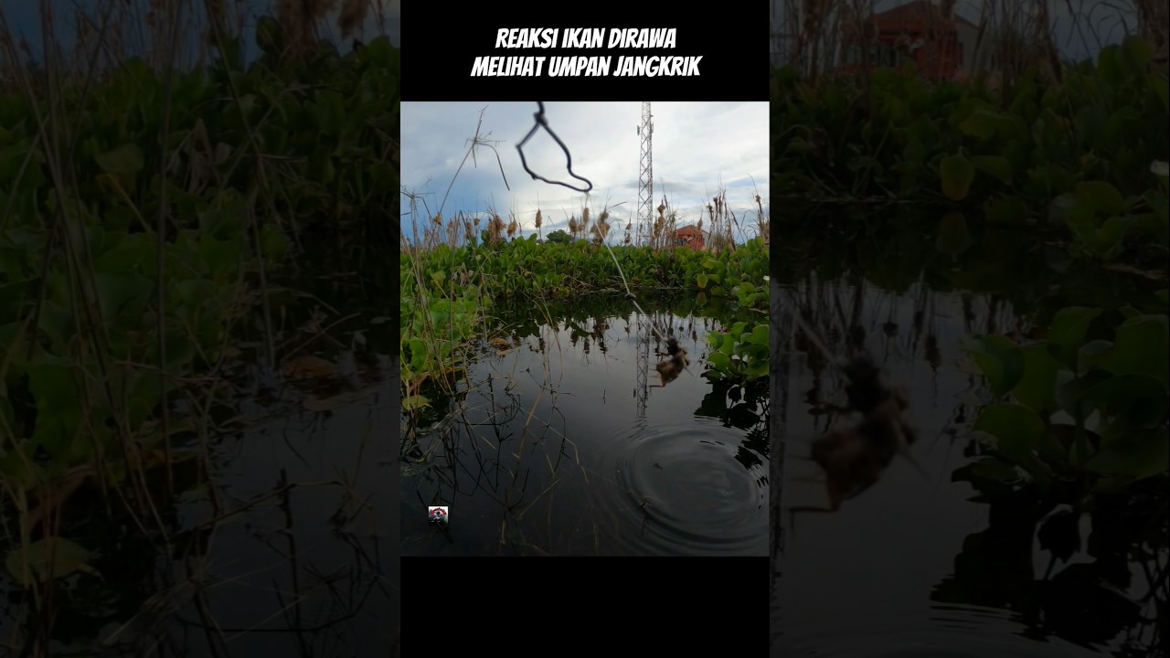 mancing dirawa dengan umpan jangkrik, begini reaksi ikan 