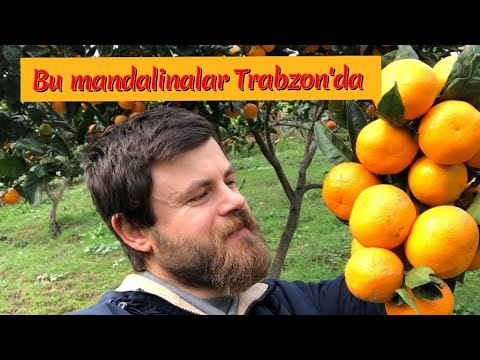 Mandalina nasıl toplanır? I Trabzon’da mandalina bahçemiz