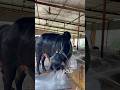 ব্রাহ্মণবাড়িয়ার প্রিন্স এগ্রোর ইন্দ্রো ব্রাজিল। #biggestbull #cow #biggestbull #bull #qurbani