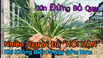 Phúc Đức Cao 9 Tầng Mây Cho Ai Biết Dùng Loại Cỏ Này. Dân Ta Vô Tình Nhổ Bỏ | CTVC