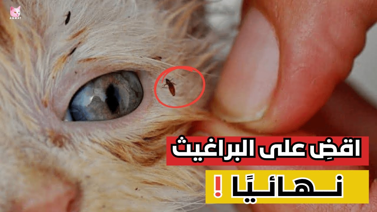 علاج براغيث القطط نهائياً في المنزل| دليل التخلص من البراغيث عند القطط لعام 2025