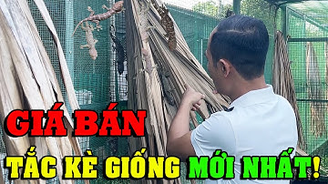 GIÁ BÁN TẮC KÈ GIỐNG MỚI NHẤT HIỆN NAY | CHĂN NUÔI VIỆT