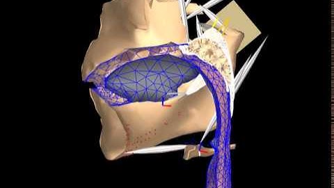 WP7 anatomycross section