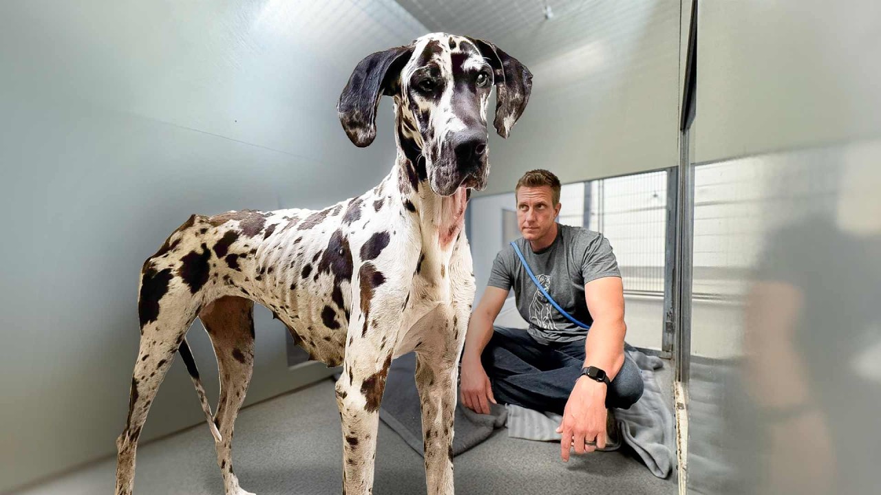 Telling a Giant Dog she's a GOOD GIRL 🥹