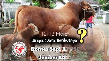 Kontes Sapi Extrim Jember 2022