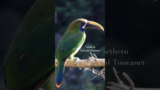 Northern Emerald-Toucanet costarica birdwatching naturephotography toucan toucanbird birding