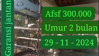 Kenari Paud Afsf Umur 2 Bulan Belajar Nata Lagu