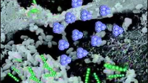 Rumen microbial fermentation (Hani Elzaiat)