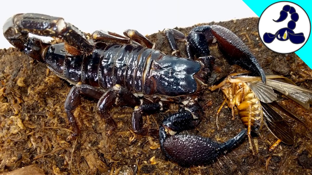 Emperor scorpion (Pandinus imperator) Feeding clip