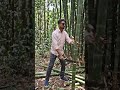 Old Man Escapes a Bear by Hiding Inside His Bamboo House 😱🐻🏠#BearAttack #BambooHome #JungleAdventure