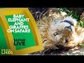 Animal Adaptations and Ecosystem Roles