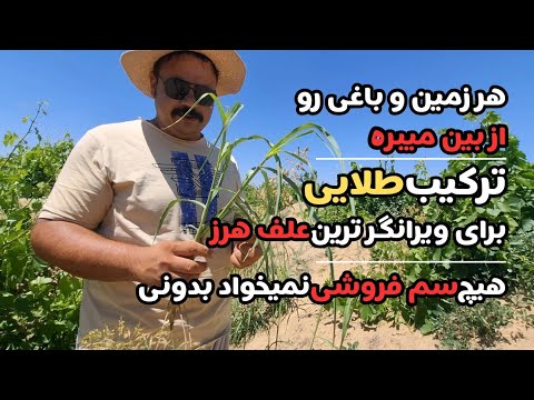 سمج ترین علف هرز باغات قیاق نابود شد راز سمپاشی که هیچکس به شما نمیگه فوری ببینید