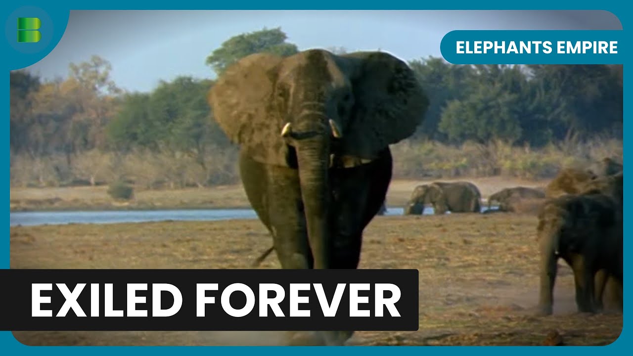 Young Bull Exiled Bachelor Elephant Herds Botswana