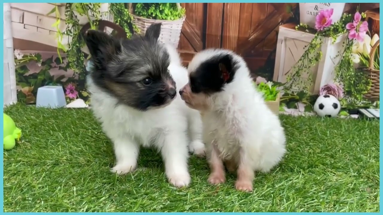 746795 パピヨン - YouTube