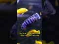The BEST African Cichlid?