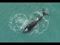 Antarctica - Humpback whales - Гърбати китове