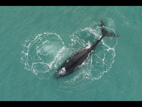 Видео: Повече от 150 китове, измити на брега в Австралия - Алтернативен изглед