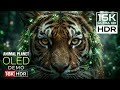 16K Ultra HD HDR Nature Scenery | Dolby Vision OLED Demo | 16K Video Ultra HD