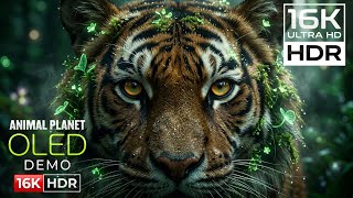 16K Ultra HD HDR Nature Scenery | Dolby Vision OLED Demo | 16K Video Ultra HD