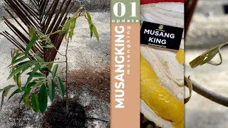 The Musang King Durians Is So Popular