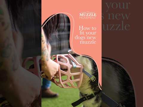How to Fit a Dog Muzzle | Step-by-Step Guide from The Muzzle Movement