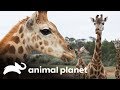 La jirafa Scarlett visita a su abuela | Los Irwin | Animal Planet