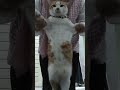 Kasih tau peyutnya duluuu 🤣🤣🤣#videolucu #kucing #kucinglucu #kucingoyen