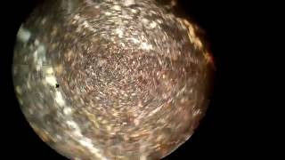 Hornfels Thin section