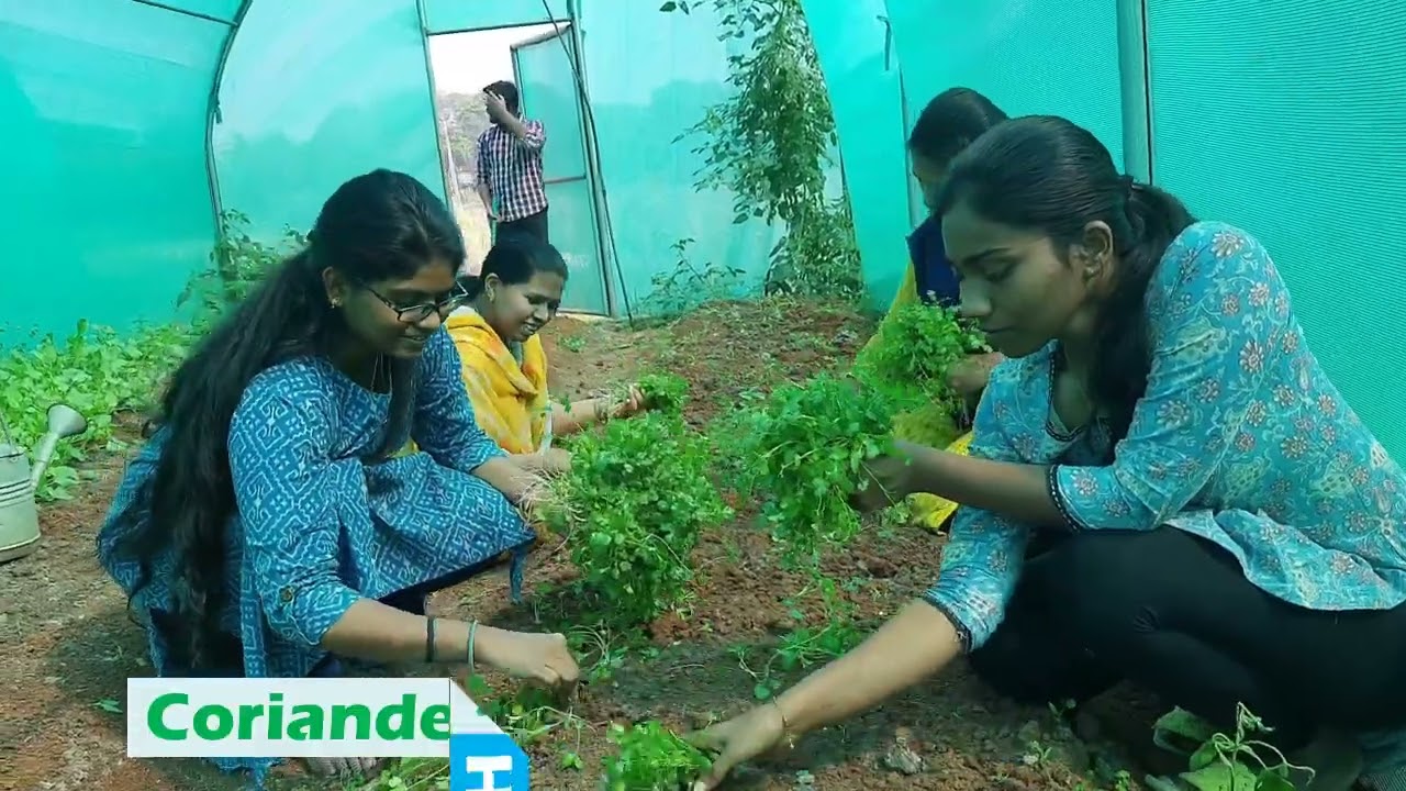 PLUGTRAY NURSERY AND COMMERCIAL VEGETABLE PRODUCTION-WGL