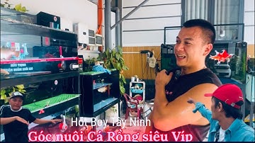 Góc nuôi Cá Rồng và chép phi tần của A chàng hót boy Tây Ninh - Thái Salem vê lốc 