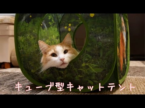 ねこのきもちSTOREで購入した キューブ型キャットテントで遊ぶ ノルウェージャンフォレスト