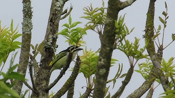 Yellow rumped Tinkerbird