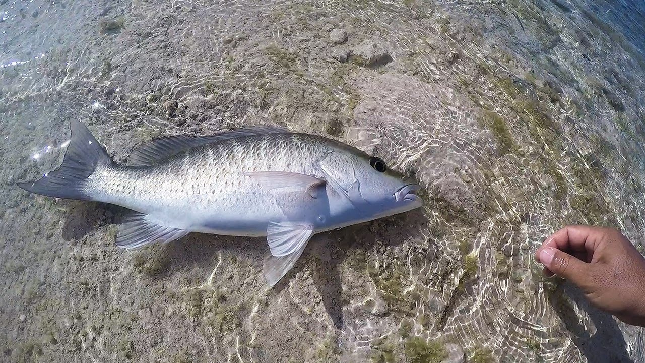 Catch And Cook - Surf And Turf Mangrove Snapper. - YouTube