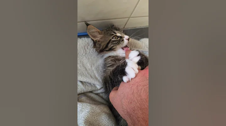 Video 9417501: mainecoon kitten catlover funnycats, mainecoon cats pets catlover, mainecoon cat kitty pets, mainecoon cute catlover kitty, cat mainecoon funnycats animals, mainecoon kitty funny cats