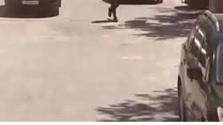 Karantini Pozanlar Baxin Bu Size Lazimdirmi? Oturun Evde 2 Gunle Neolarki Qanunlara Riayet Edek