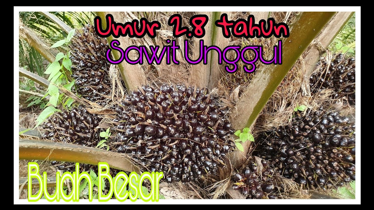 Kelapa sawit  umur  2  Tahun  8 bulan berbuah besar YouTube