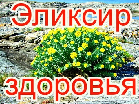 Золотой Корень Лечебные Свойства Для Мужчин Цена