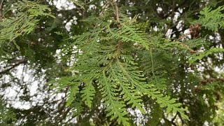 Cedar, A Powerful Medicine.