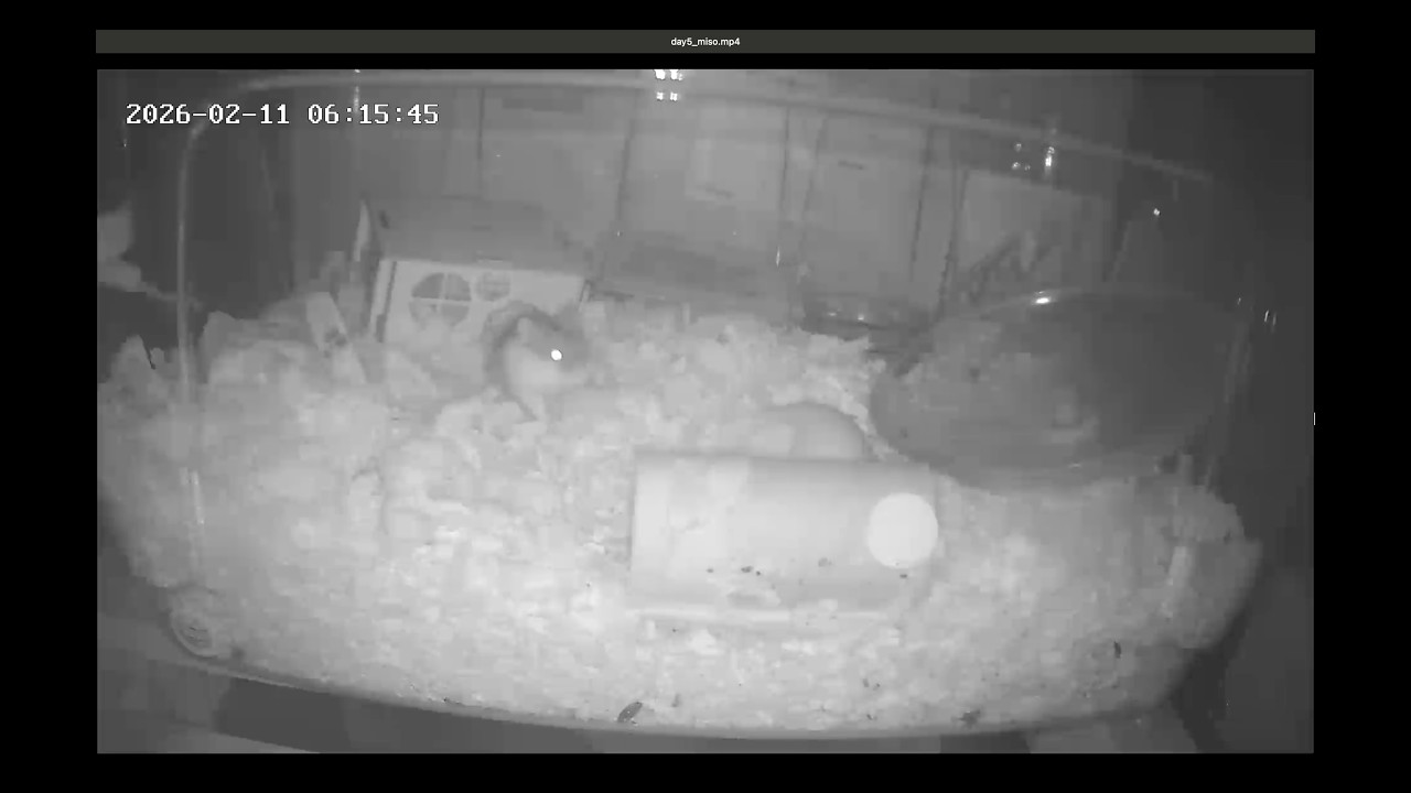 [SYSTEM] MISO: Calibrated Rest Cycle // 8H Focus Noise (CCTV)