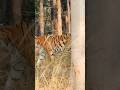 tiger 🐯 tamma tamma song #funny #viral #trending #tiger #park #mainabpnewsdekhtahoon