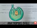 How to draw anatropous ovule easily  class 12 biology