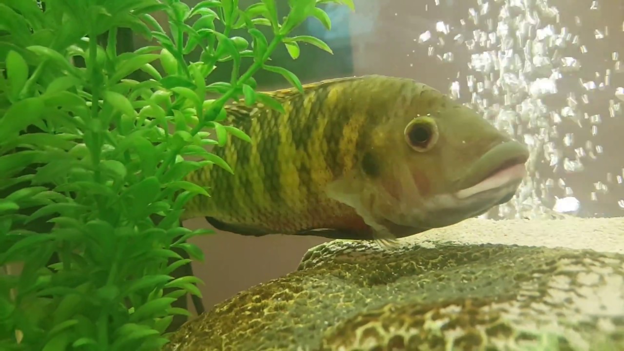 Lake most aggressive African Malawi cichlids YouTube