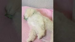 梶原直美 Youtube