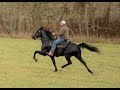 Shady Black Standardbred Race horse, being rehabilitated for another  equine displinice