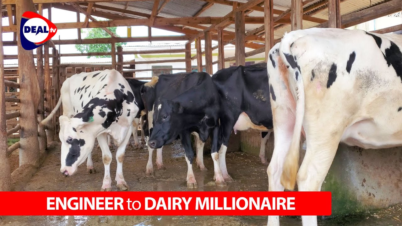 I Quit Software to Make Millions in Dairy Farming (Mukono, Uganda)