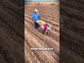 Вот почему картошка вырастает крупной — три шага которые делают до посадки