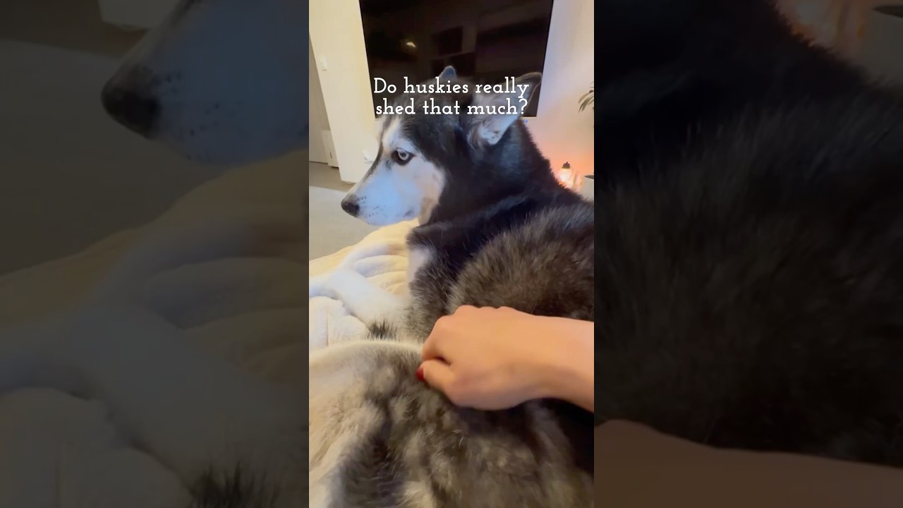 Have you ever seen a husky shed? 