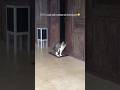 Part 2 mujaer terbangun dari mimpi🐈⬛